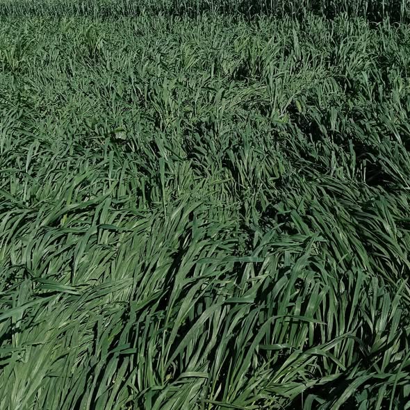 لو سمحت حد يقولي نعمل ايه في رقاد القمح وي شربه بقاله 20يوم نرويه امته وي لو في تسميد نحطله اه وي الورقه الصفره دي .